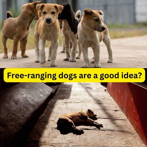 In the idea of free ranging dogs a good one?