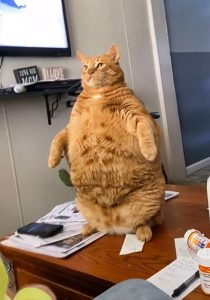 Gross obesity in a domestic cat