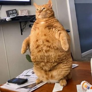 Gross obesity in a domestic cat