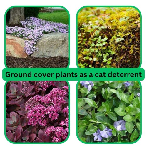 Ground cover plants are good for stopping cats peeing and pooping in your garden as the soil is inaccessible