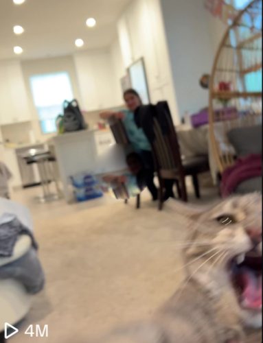 Cat is scared as owner spins around to Taylor Swift track 'August'