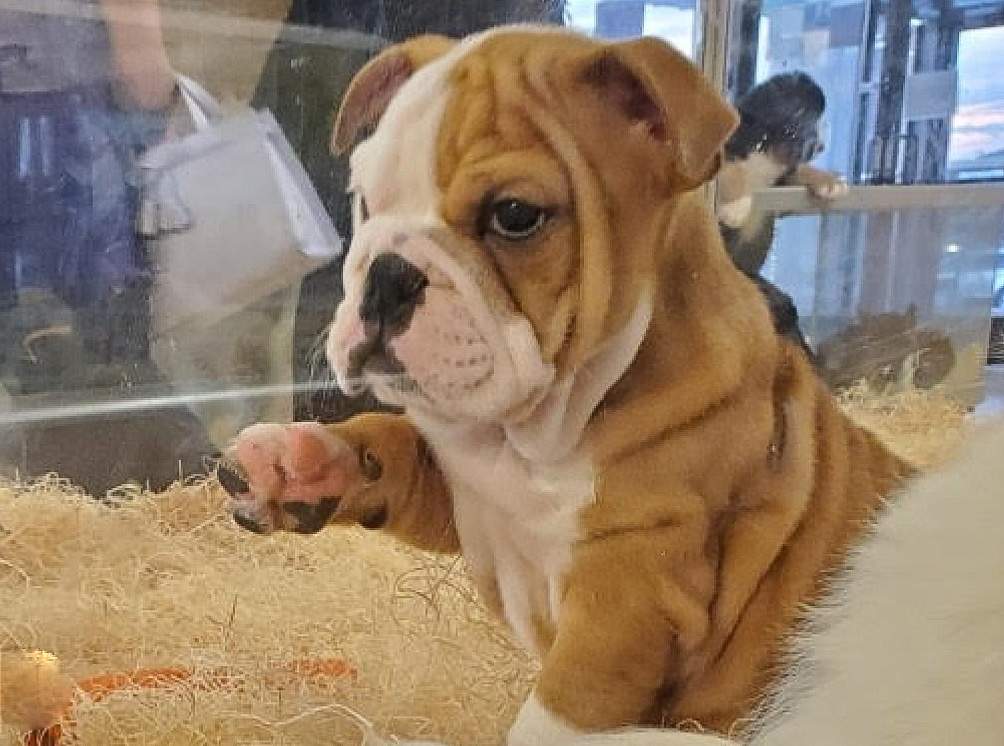 Inherently unhealthy Bulldog for sale at Perfect Pets
