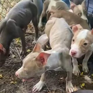 Puppies found abandoned in El Paso, TX. Hired by the city to develop policy for the city shelter, Best Friends embraced turning animals away to inflate placement rates.