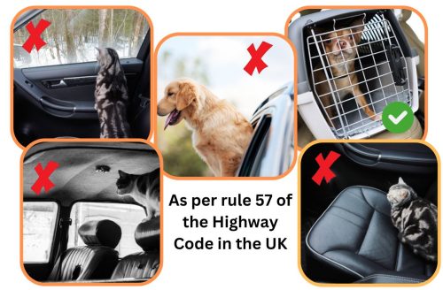 Rule 57 of the Highway Code in the UK states that cats and dogs must be restrained inside a moving vehicle.
