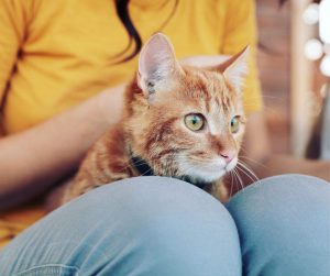 Do domestic cats sit on your lap for warmth or love? It's a balancing act between the two!