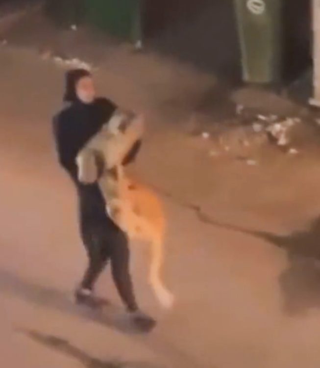 Woman carries pet lion down Kuwaiti street