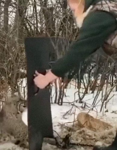 Woman releases a trapped bobcat with intelligence and courage