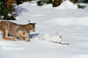 Lynx hunting snowshoe hare