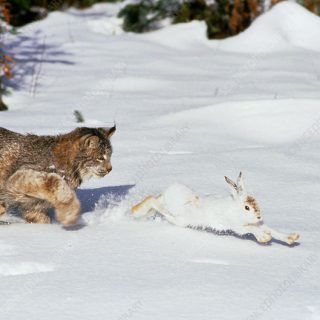Lynx hunting snowshoe hare