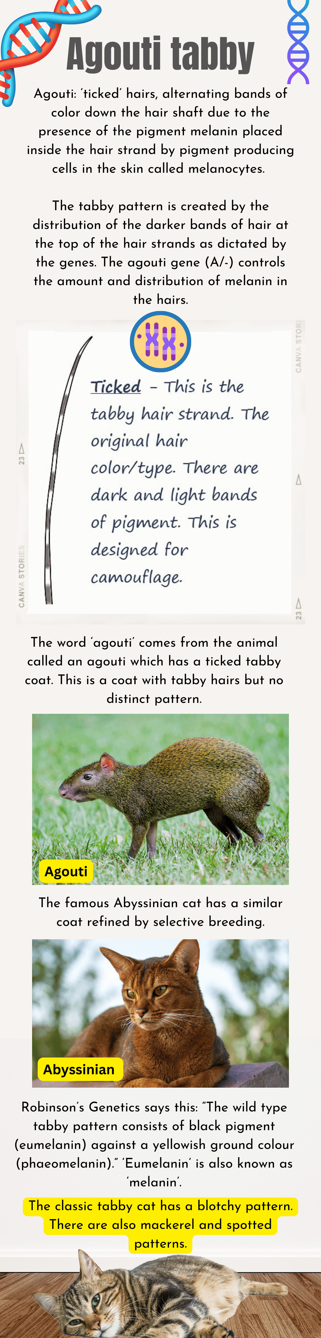 Infographic on the agouti tabby pattern and genetics.