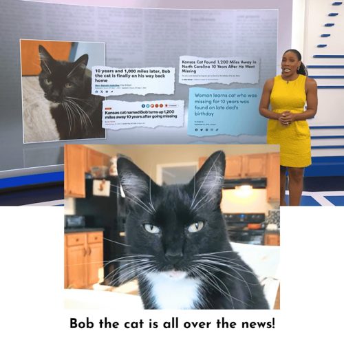 Bob the cat is all over the news!