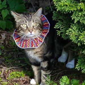 Brightly coloured collar help to protect birds from cat predation