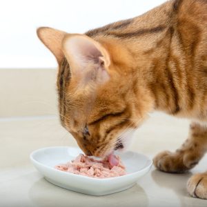 Cat enjoys canned tuna because of the umami taste