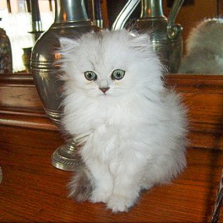 Chinchilla Persian miniature cat