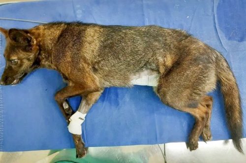 Fox to dog hybrid (dox) discovered in Brazil from a Pampas fox to dog mating