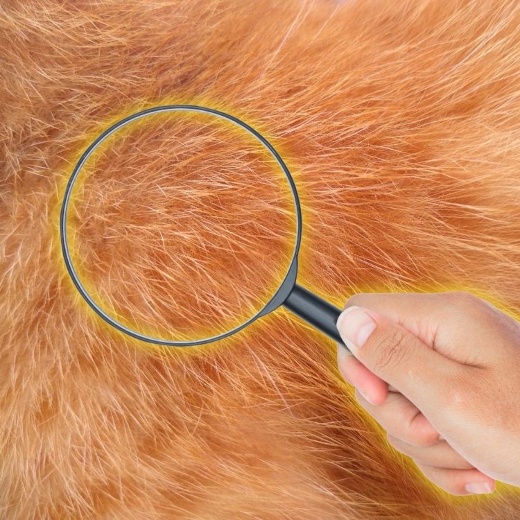 Studies worked out where the highest concentrations of Fel D1 are on and in the cat's skin and fur