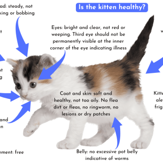 Is the kitten healthy?