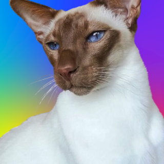 Chocolate Siamese is an Oriental type