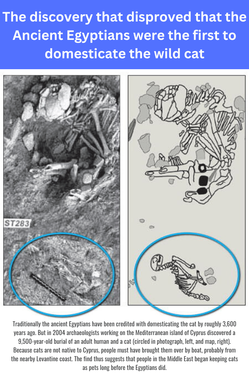 what-was-domesticated-first-cats-or-dogs