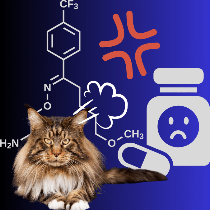 Aggressive Maine Coon given a long course of an antidepressant