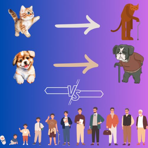 Cat and dog age comparison to human age
