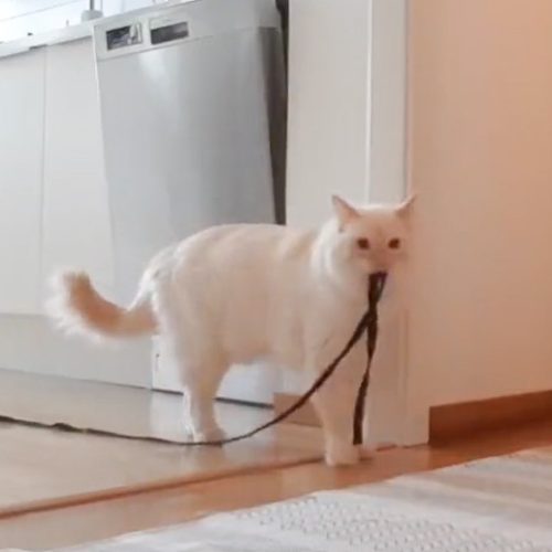 Cat howls when left alone for 30 minutes and carries a lead in their mouth