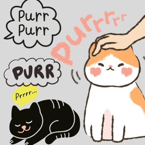 The cat purr is produced by air passing through the larynx and there are no muscle contractions