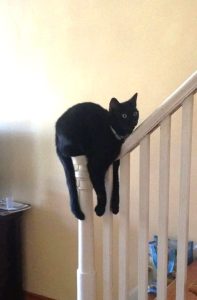Cat rests in a weird position