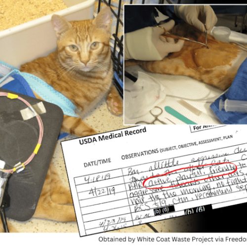 Copper was abused at the Cleveland VA cat lab for 14 months before being put down