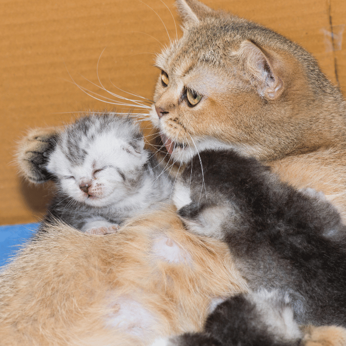 Domestic cat maternal aggression is instinctive and the shutting down of progesterone on giving birth may make the mother more reactive.