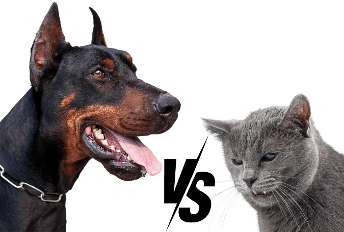 Feral cat versus Dobermann