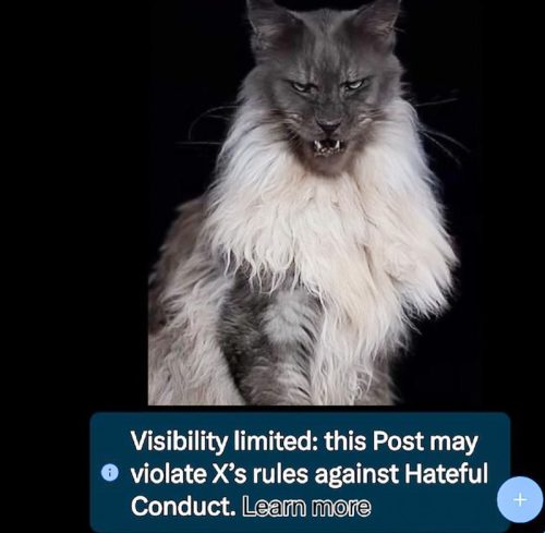 Photo of fierce-looking Maine Coon deemed 'hateful conduct' by Twitter's algorithm believe it or not!
