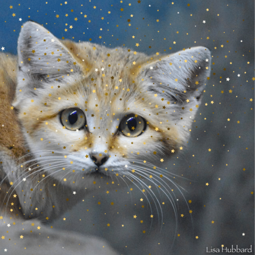 Sand cat is one of the most attractive cat species