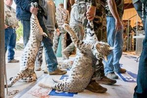 West Texas bobcat killing contest