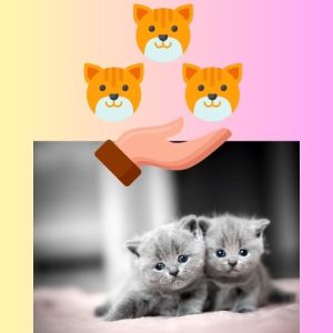 Cat breeder laws in the USA