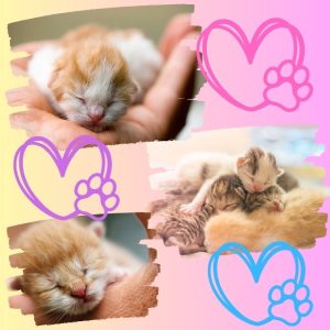 Newborn kittens are totally deaf or nearly deaf for a short while.