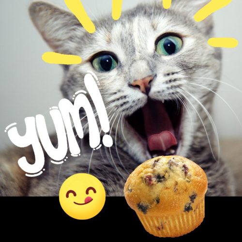 Cat loves blueberry muffin