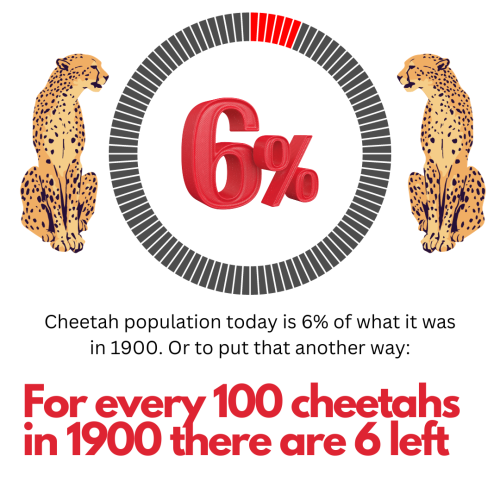 Cheetah population today is about 6% of what it was in 1900