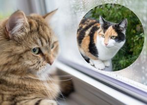 Comparing the behaviour of indoor cats and indoor/outdoor cats