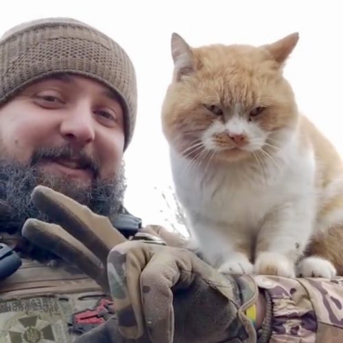 Unneutered, jowly, ginger tabby-and-white stray domestic cat befriends a Ukrainian soldier and he is happy.