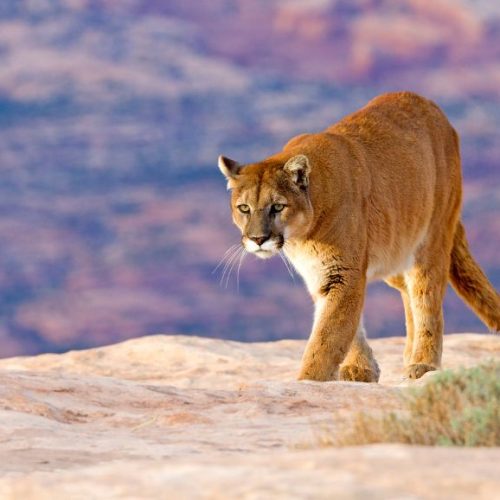 The mountain lion is scared of people and it affects their lives negatively