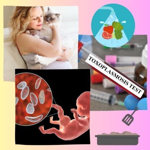 Risk management of toxoplasmosis to pregnant mum