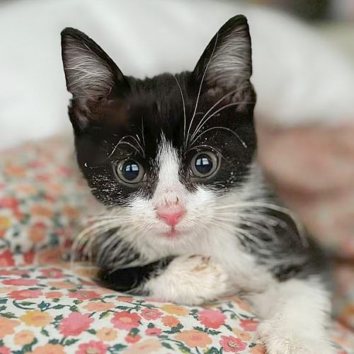 Stanley a kitten who caught a variant of the rabies virus from a raccoon it is believed - in Nebraska, USA.
