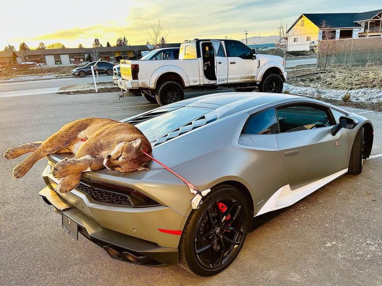 Cougar strapped to back of Lambo.