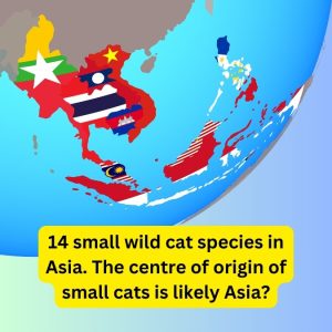 14 Wildcat species in Asia possibly the origin of the small wild cat species