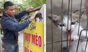Cat meat restaurant owner in Vietnam regrets stealing pets and drowning them in a bucket of water 300 times a month and serving them up in a broth