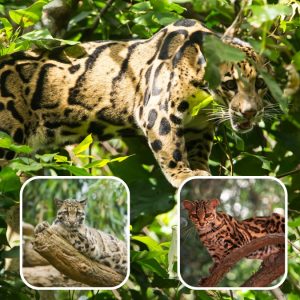 You can tell the difference between the three-dwelling cats and the ground-dwelling cats through their morphology which is their form and function.