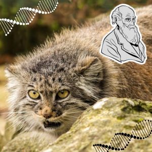 Natural selection created the Pallas's cat's long and dense coat which is not an adaptation to a cold climate but a genetic mutation which provided a benefit to this small wild species