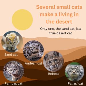Several small cats make a living in the desert some of which also live in cold climates.