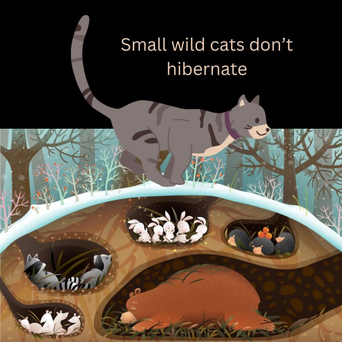 The small wild cat species do not hibernate because they can enjoy sufficient resources to feed on throughout the year